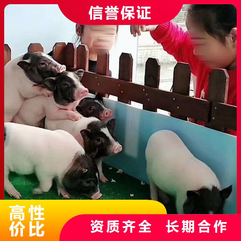 马戏团/羊驼_海豚表演省钱省时