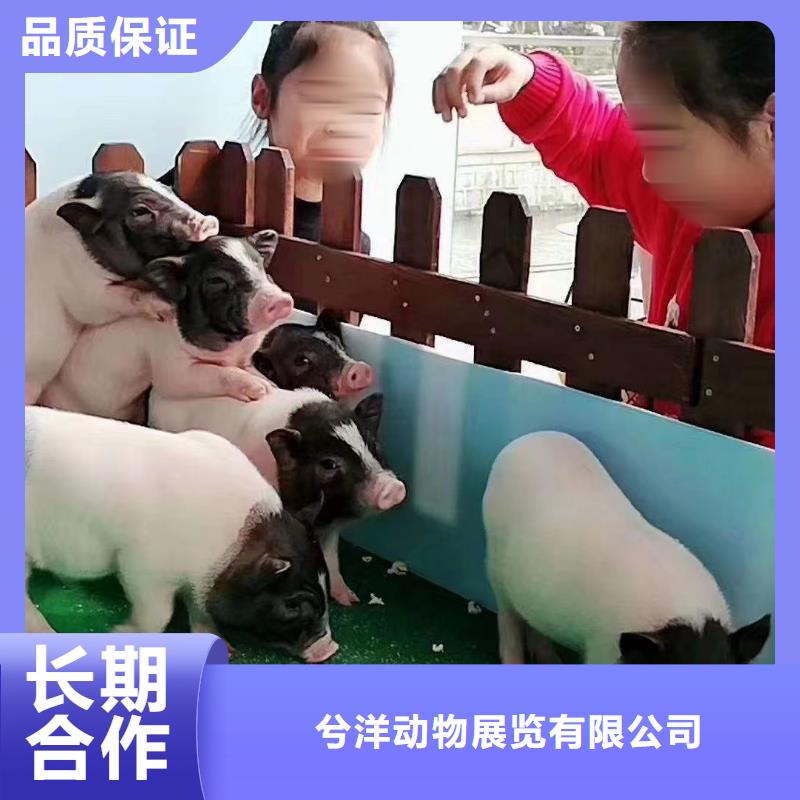 马戏团/羊驼水族海洋展欢迎合作
