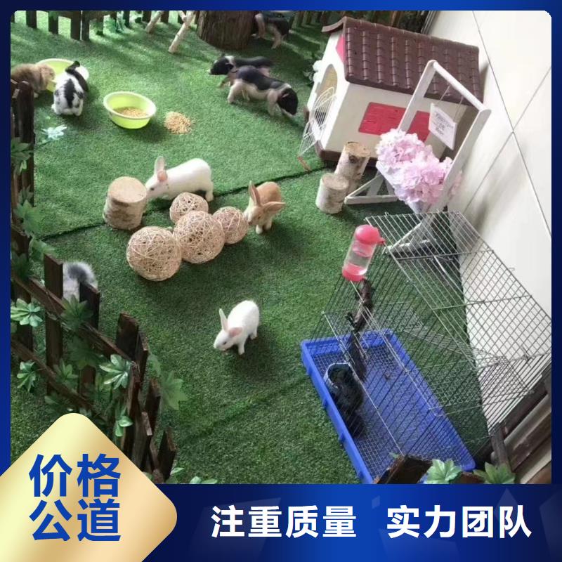 马戏团/羊驼环球飞车表演出租欢迎合作