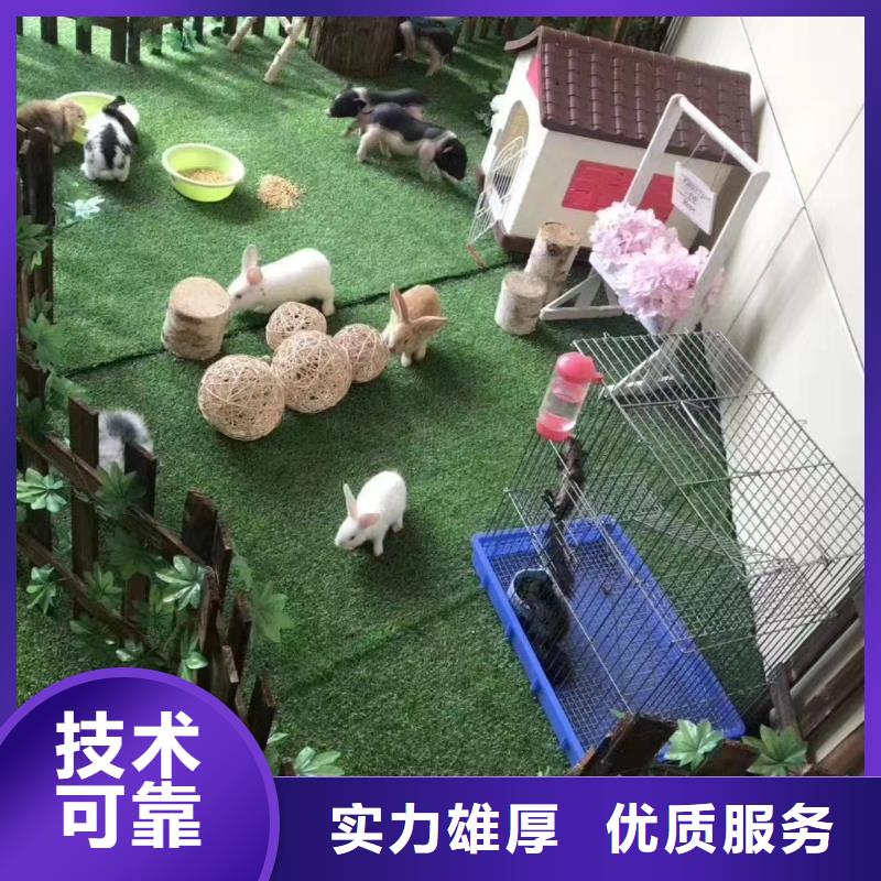 马戏团/羊驼-【海狮表演出租】服务周到同城服务商