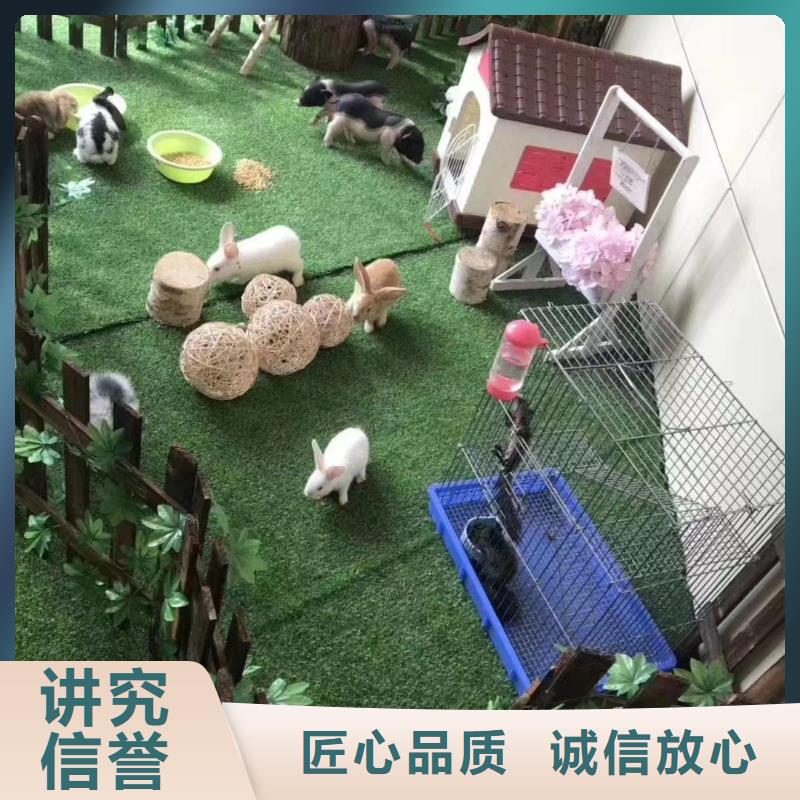 马戏团/羊驼 出租动物表演高性价比