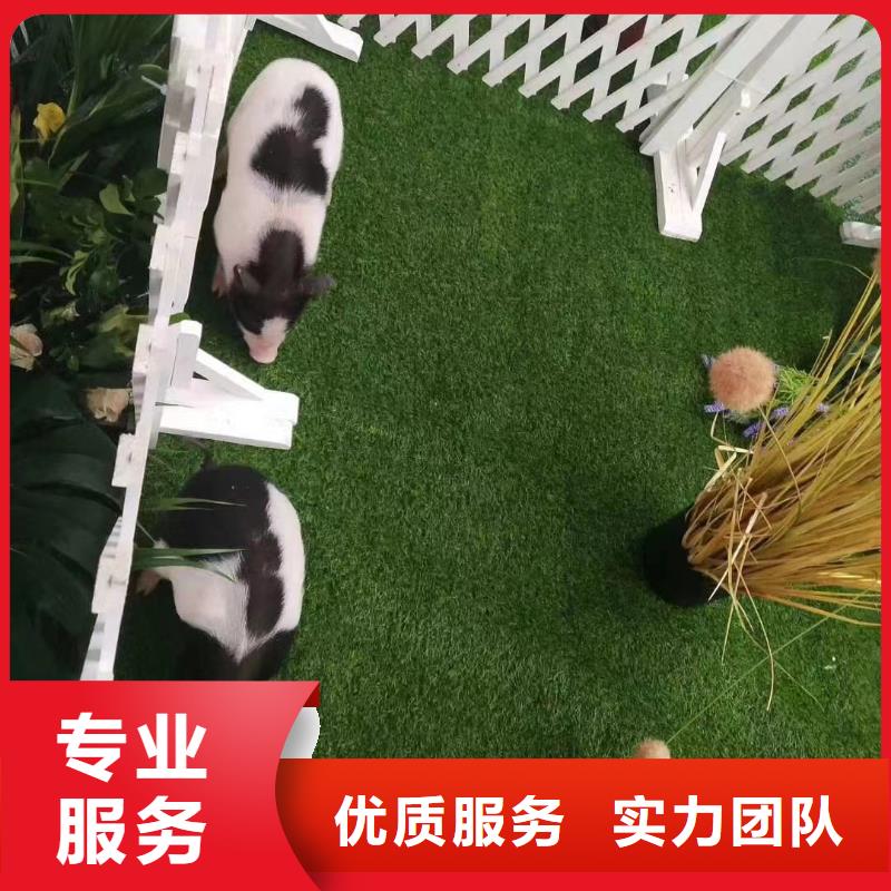 马戏团/羊驼【美人鱼出租演出】优质服务