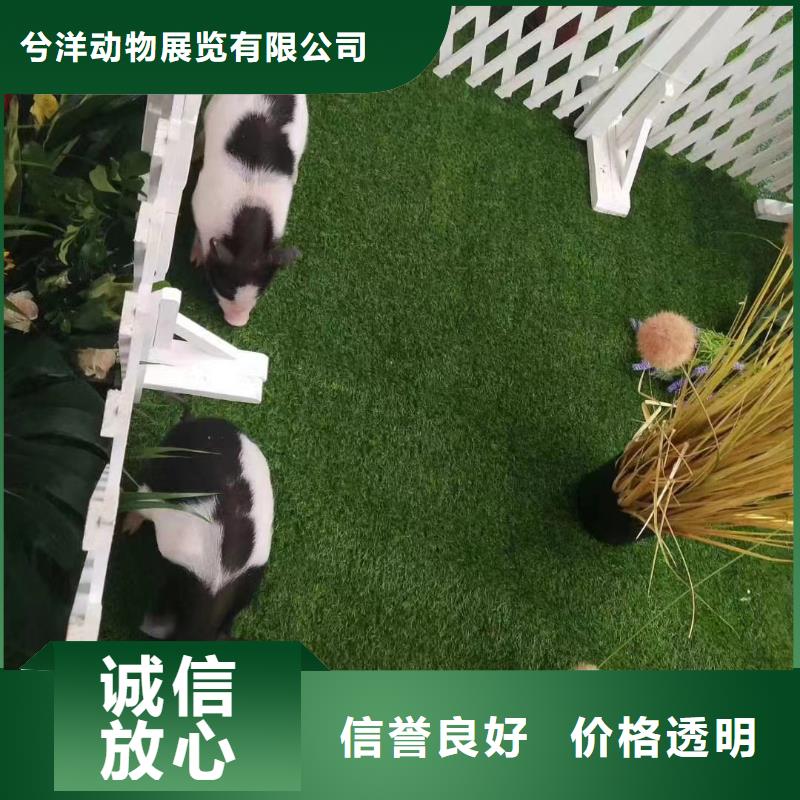 马戏团/羊驼 小香猪宠物出租快速