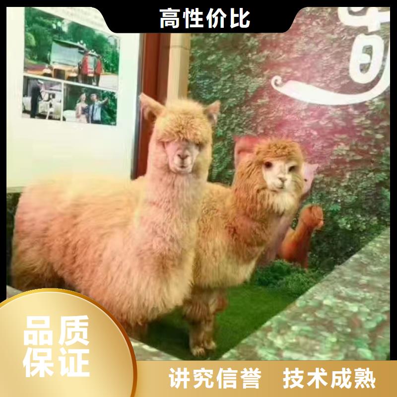 马戏团/羊驼海狮表演出租欢迎合作