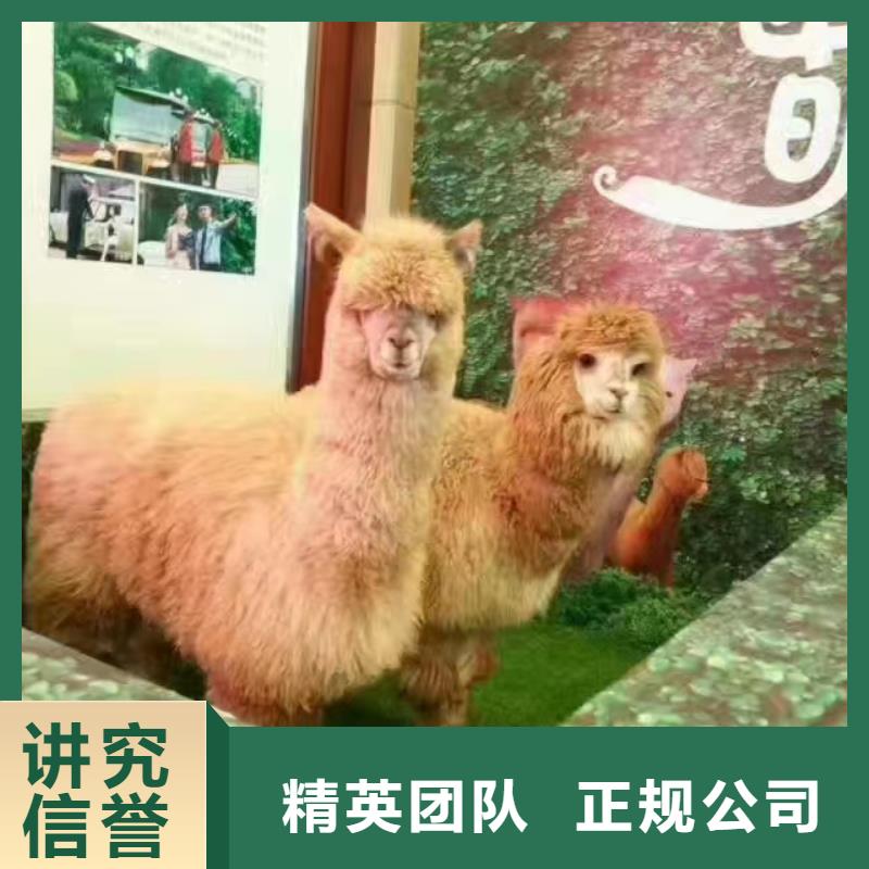 【马戏团/羊驼】企鹅出租高性价比