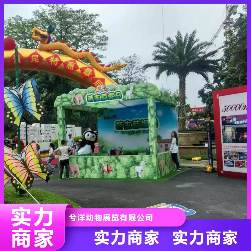 马戏团/羊驼-观赏性羊驼租赁比同行便宜