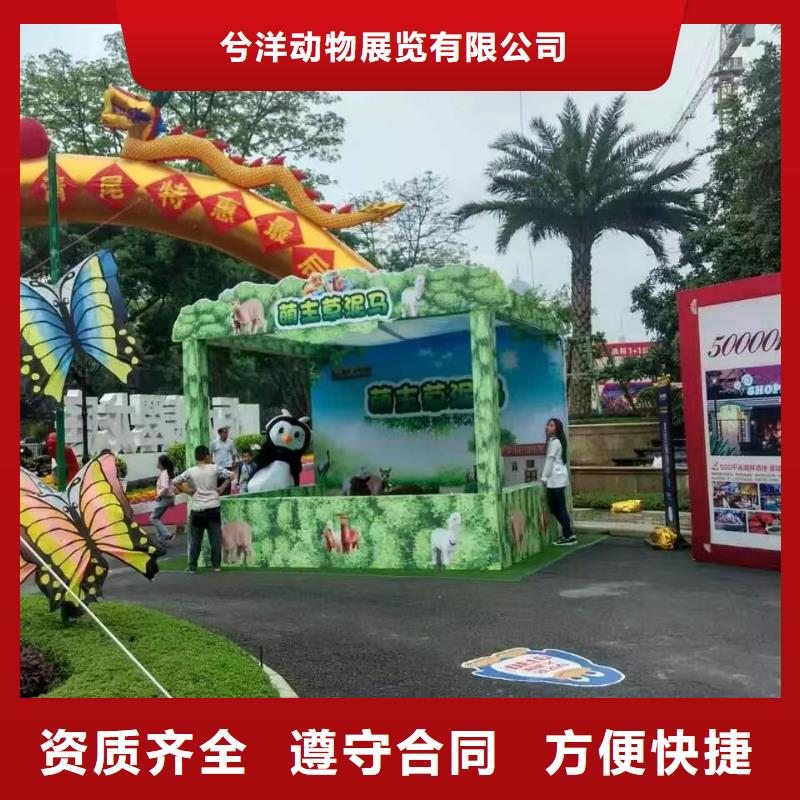马戏团/羊驼_动物展览秀精英团队