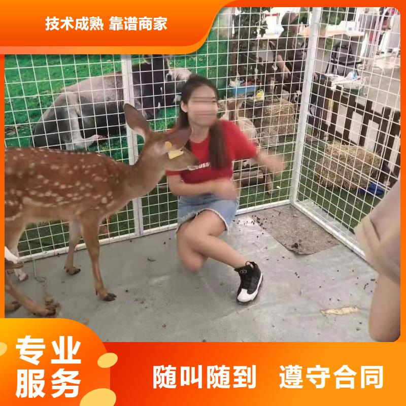 马戏团/羊驼,海狮表演出租随叫随到