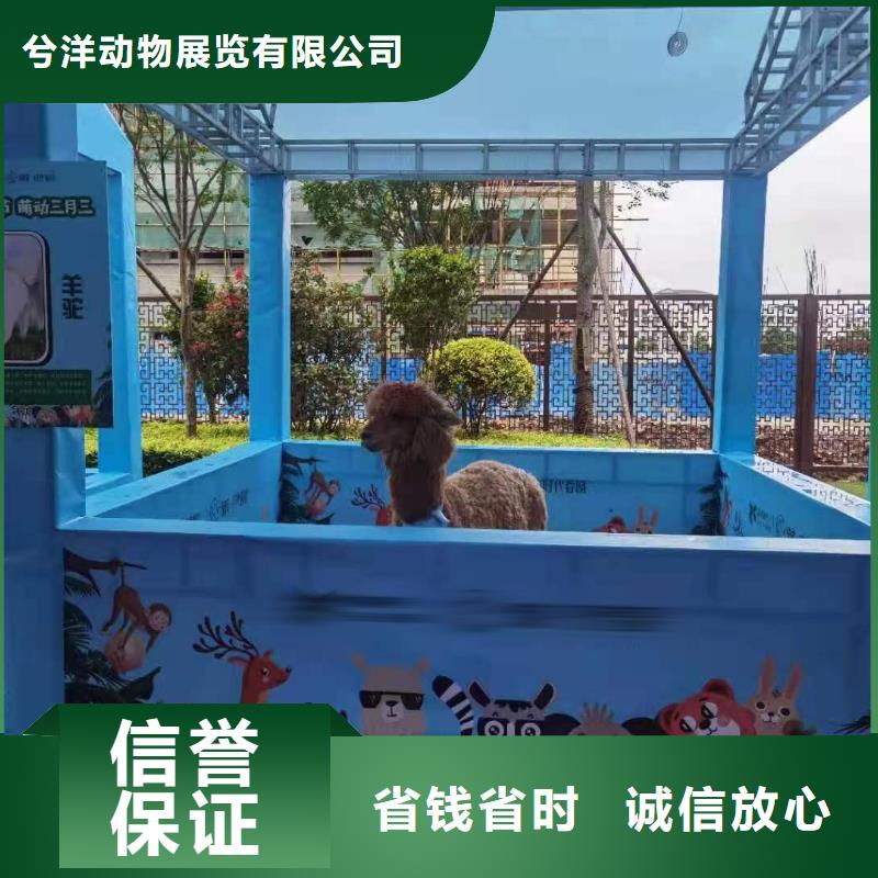 马戏团/羊驼_表演羊驼租赁先进的技术