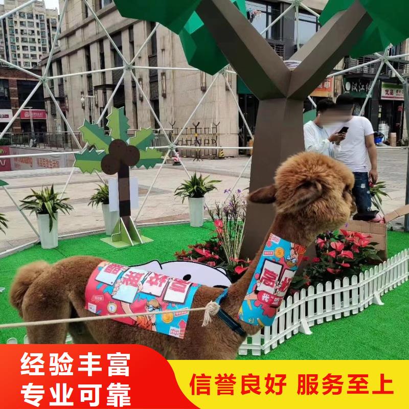 【马戏团/羊驼】企鹅出租高性价比