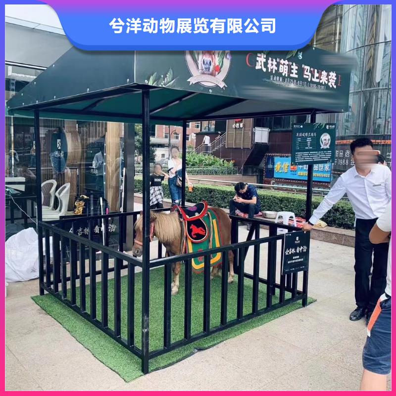 马戏团/羊驼_出租马戏团表演2025公司