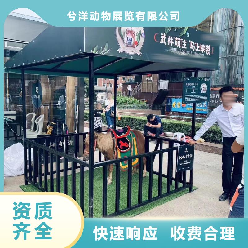动物马戏团表演出租活动案例