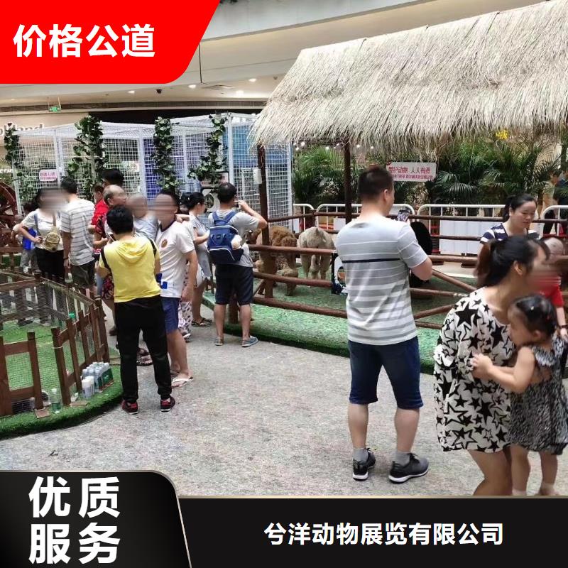 马戏团/羊驼,出租马戏团表演注重质量