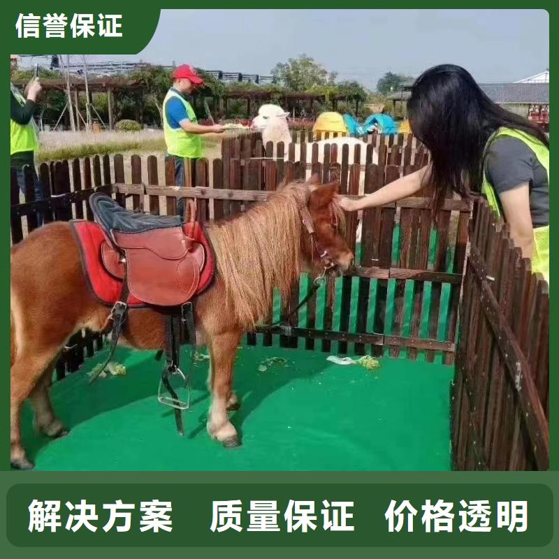 马戏团/羊驼萌宠动物展出租技术精湛