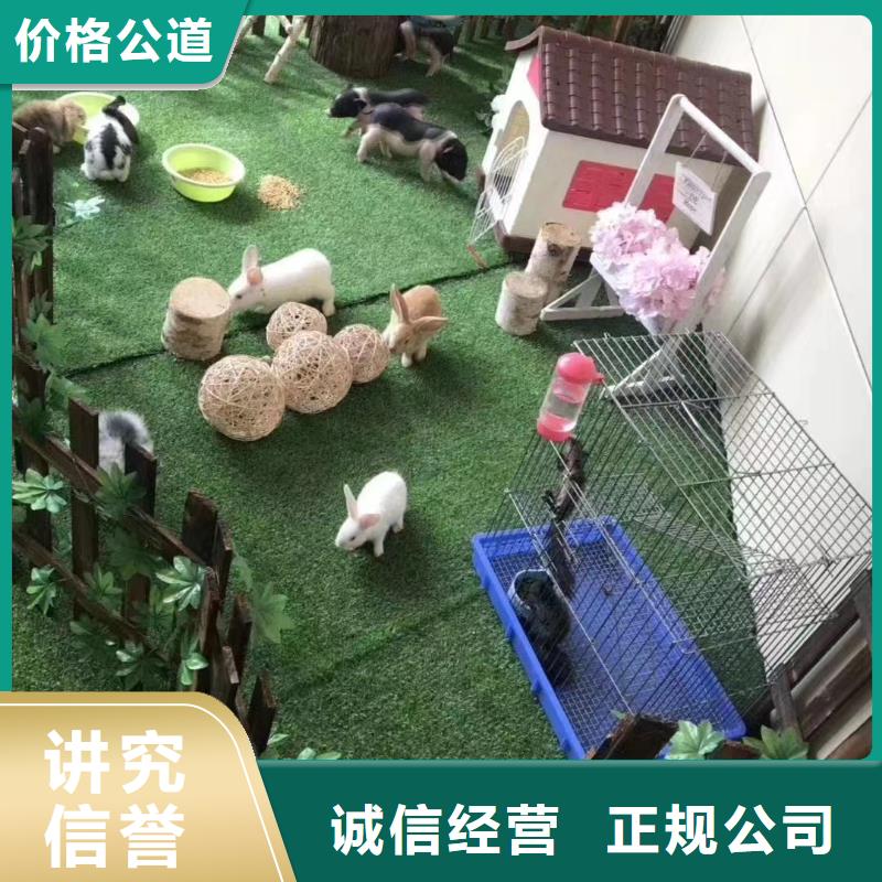 马戏团/羊驼杂技表演品质优