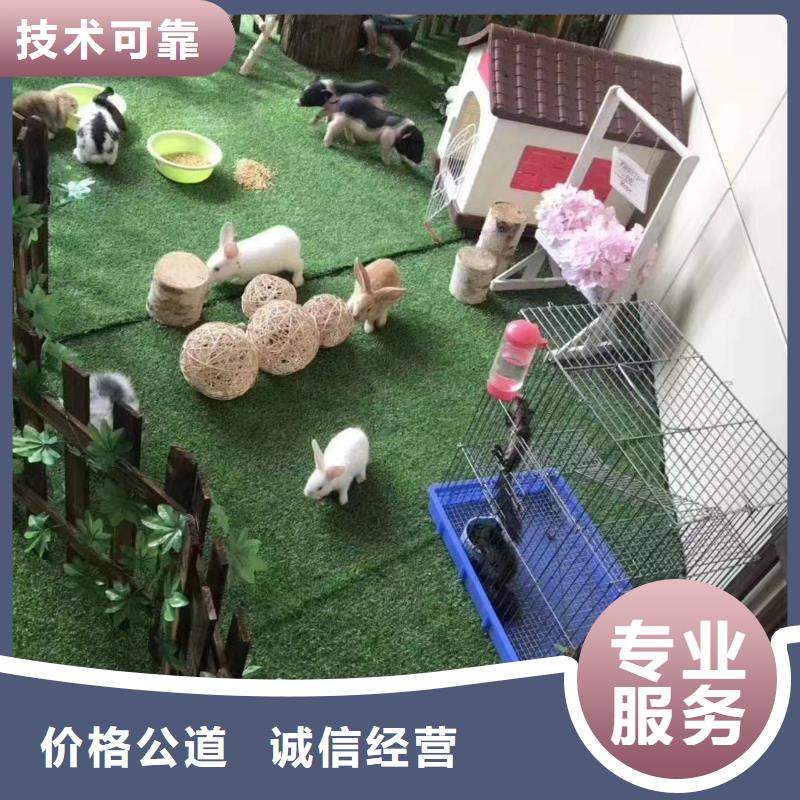 马戏团/羊驼_马戏团表演售后保障