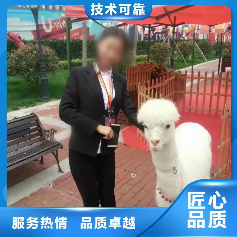马戏团/羊驼动物展览秀正规