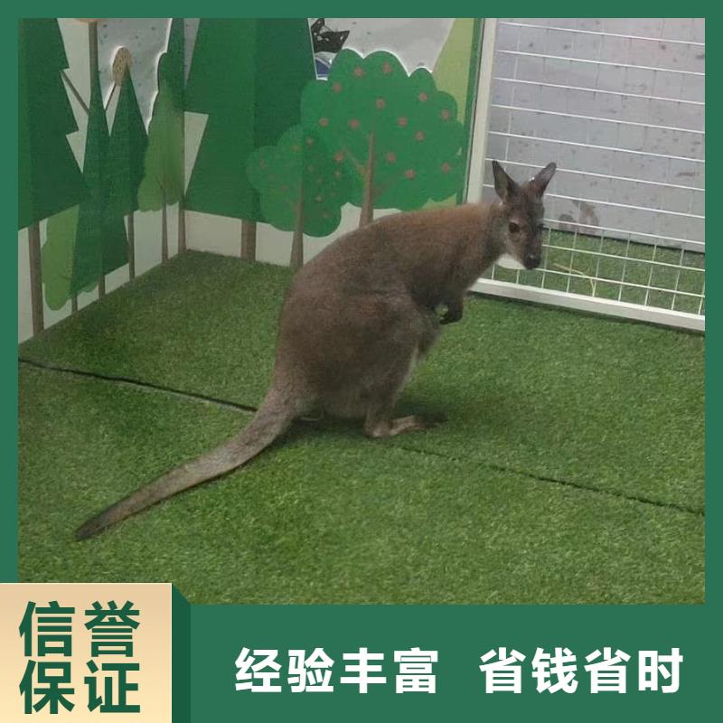 【马戏团/羊驼-马戏团表演高性价比】