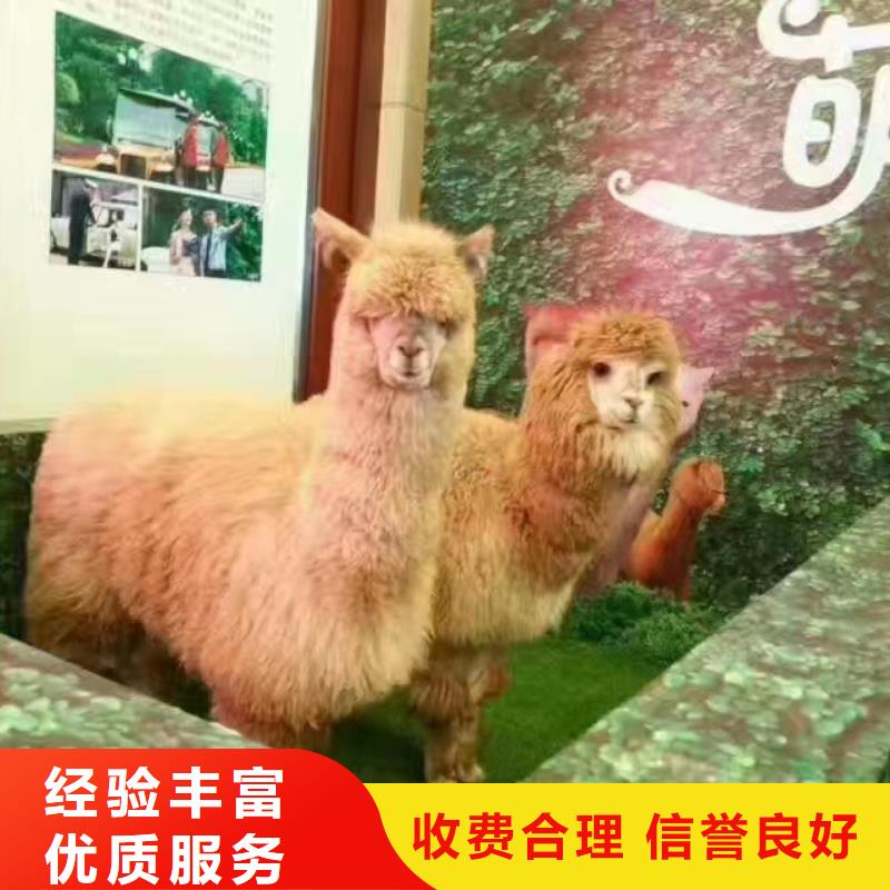 马戏团/羊驼海狮表演出租一站搞定