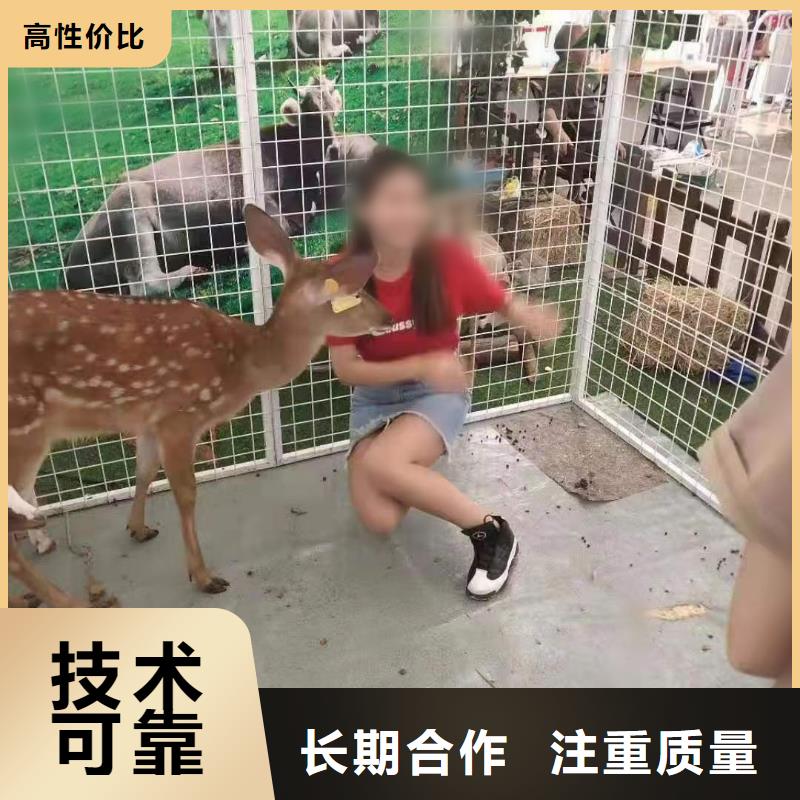 马戏团/羊驼 出租表演海狮正规团队