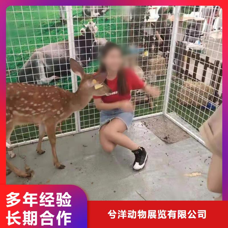 马戏团/羊驼环球飞车表演出租价格低于同行