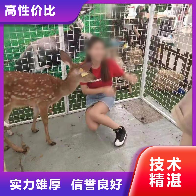 马戏团/羊驼【海狮租赁表演】实力商家