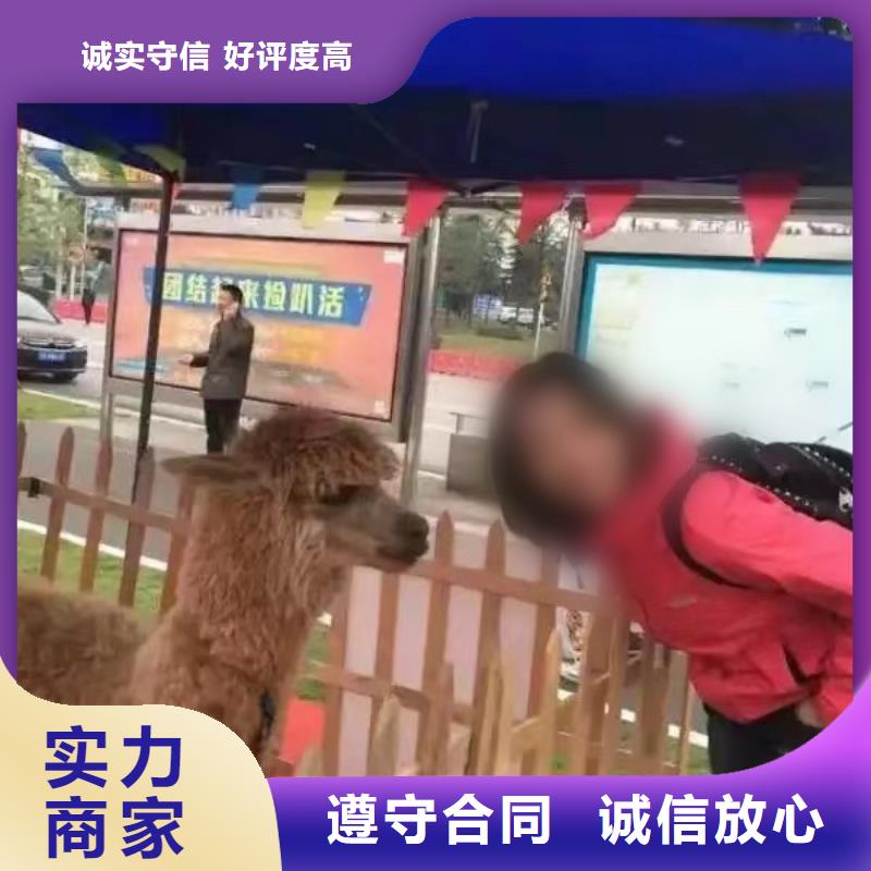 马戏团/羊驼 马戏团表演出租租赁资质齐全
