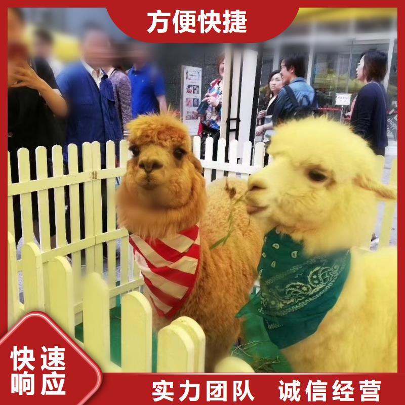 马戏团/羊驼,出租马戏团表演注重质量