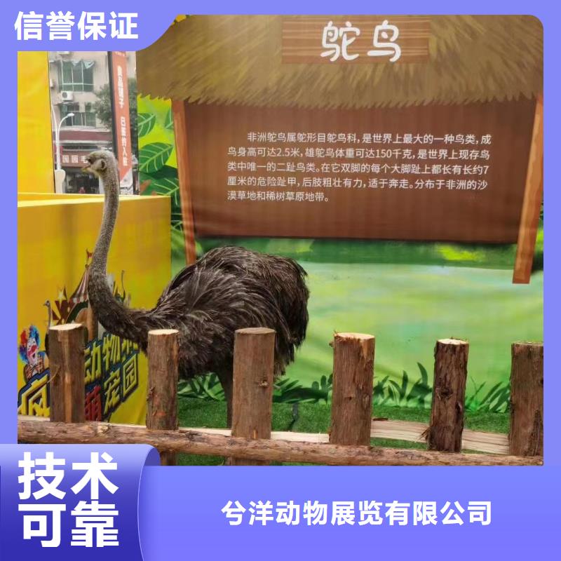 马戏团/羊驼动物杂技表演租赁欢迎合作