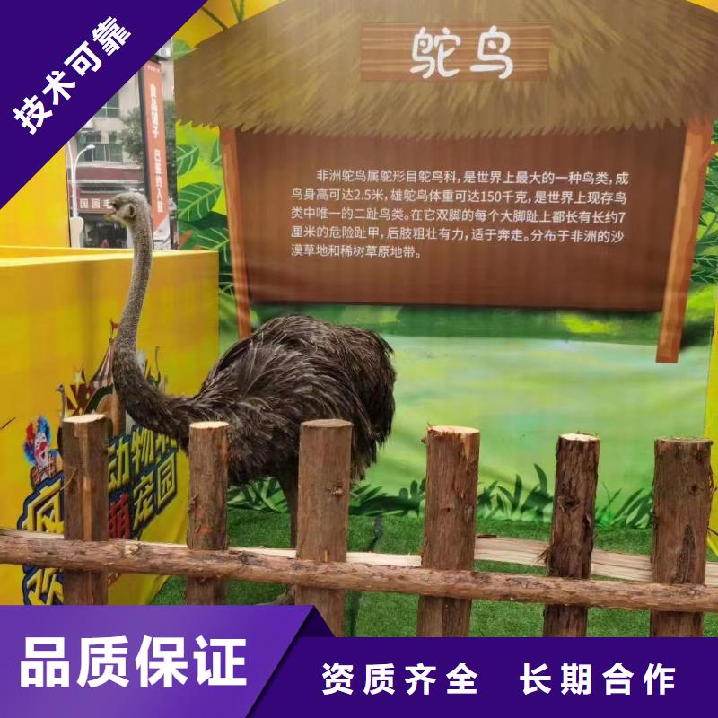 马戏团/羊驼环球飞车表演出租信誉良好