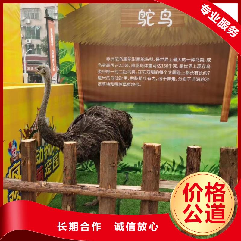 马戏团/羊驼【美人鱼出租演出】专业服务