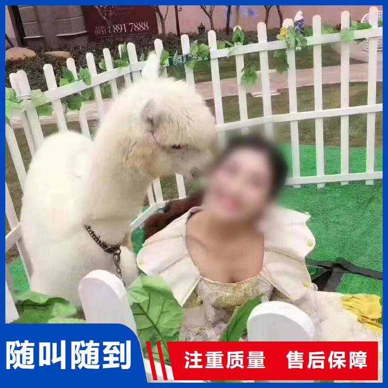马戏团/羊驼海狮表演出租放心