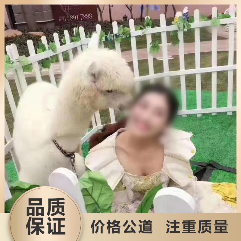 马戏团/羊驼动物表演多年经验