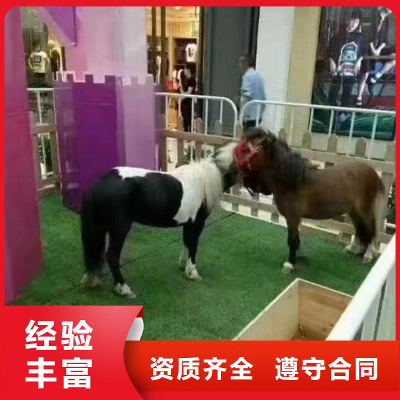 马戏团/羊驼_表演羊驼租赁先进的技术