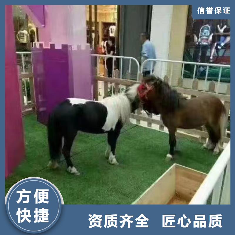 马戏团/羊驼租赁美人鱼表演2025公司