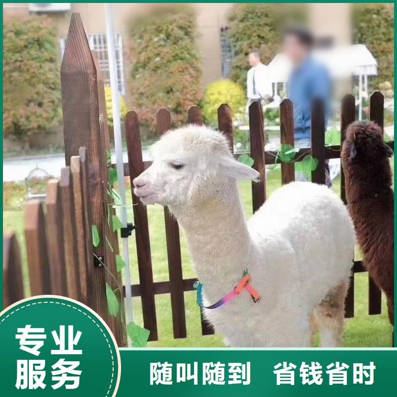 马戏团/羊驼,海洋展租赁优质服务