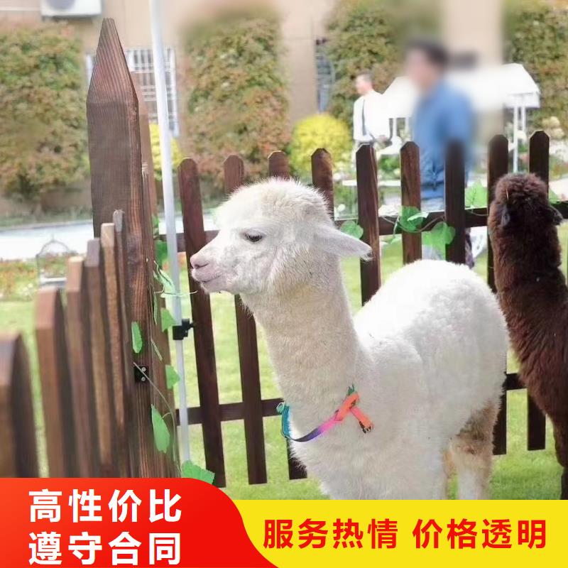马戏团/羊驼海狮表演租赁先进的技术