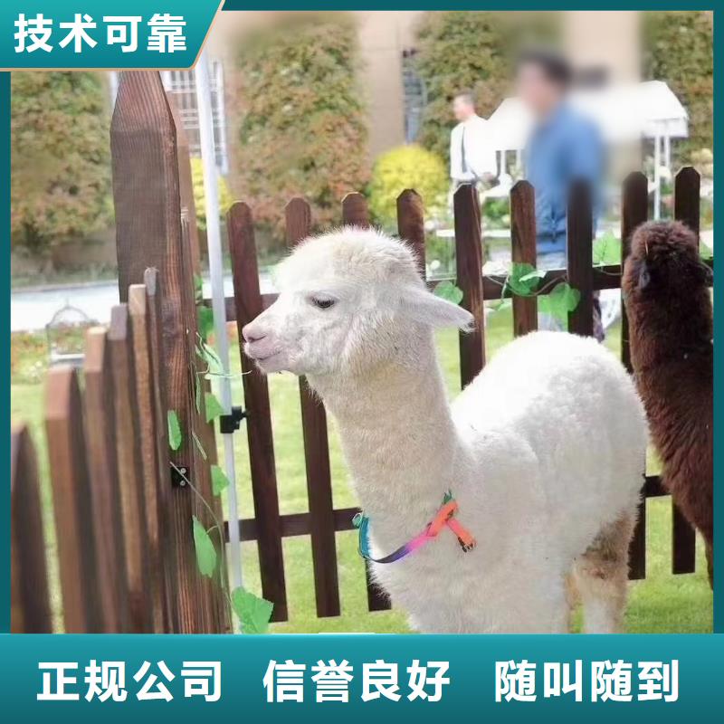 马戏团/羊驼-马戏团表演多家服务案例