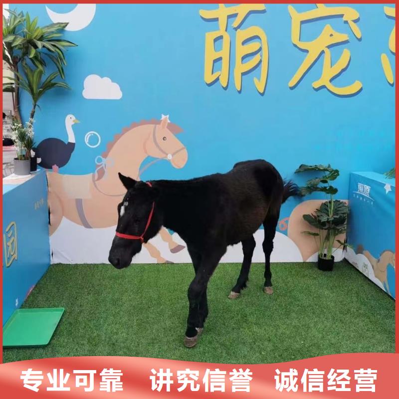 马戏团/羊驼-动物展览秀专业服务