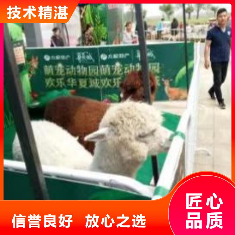 货源【马戏团/羊驼 海狮表演出租诚信放心】