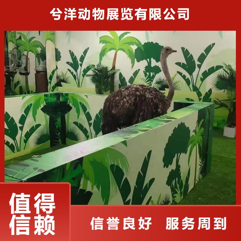 马戏团/羊驼动物杂技表演租赁方便快捷