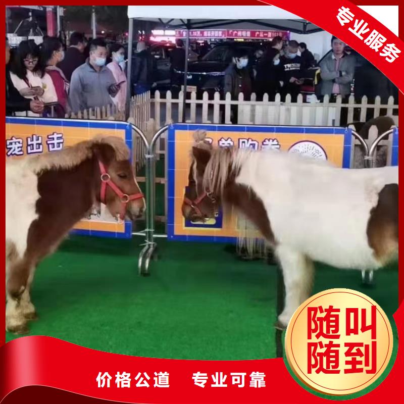 马戏团/羊驼海狮表演出租实力雄厚