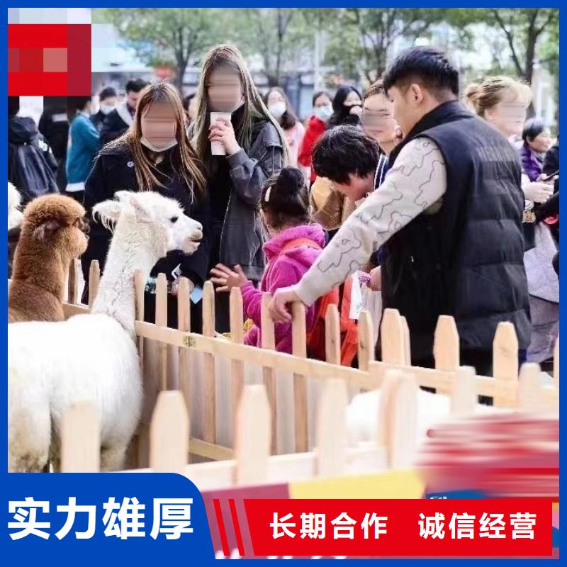马戏团/羊驼-【海狮表演出租】服务周到同城服务商