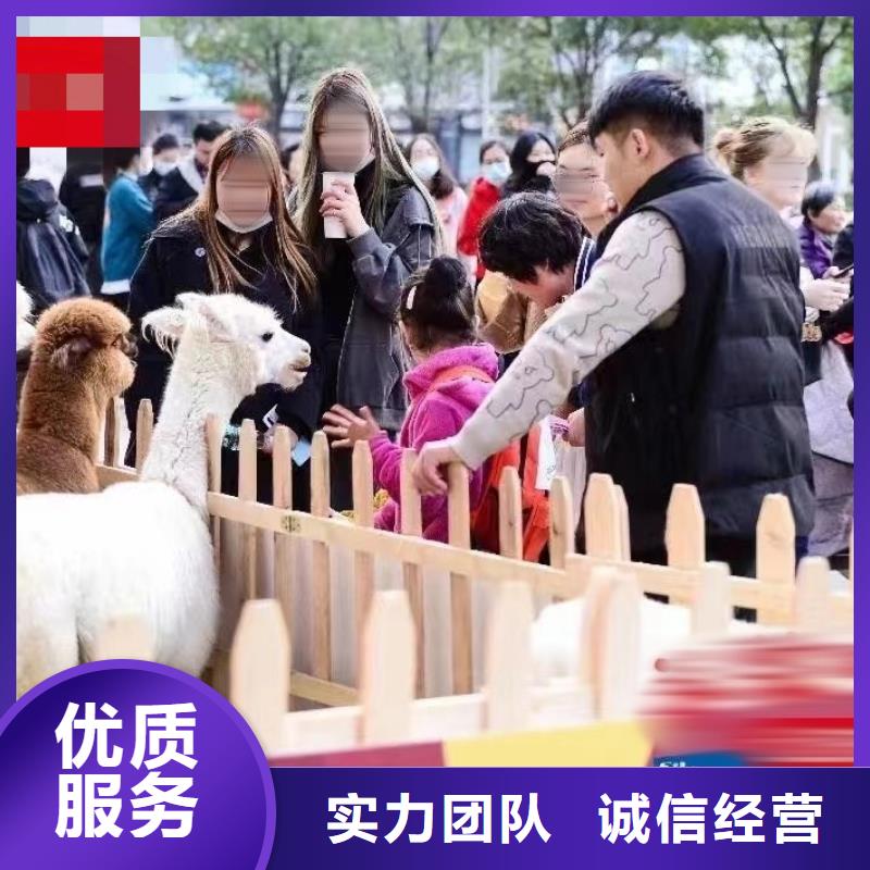 马戏团/羊驼【海狮租赁表演】从业经验丰富
