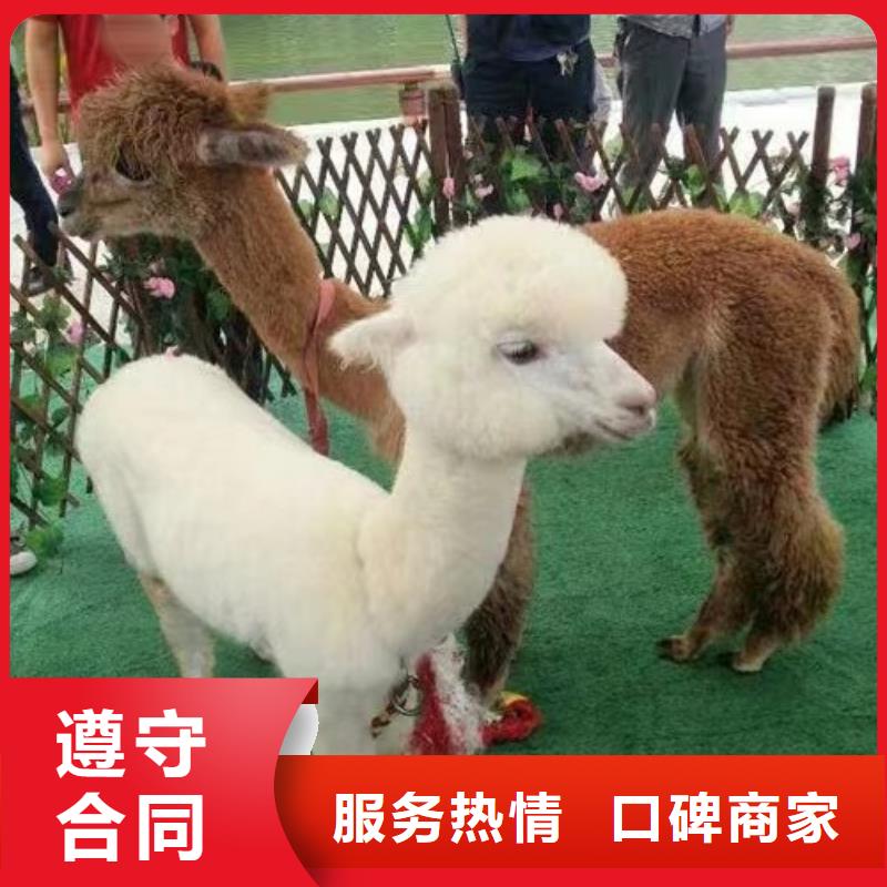 马戏团/羊驼 【企鹅表演】效果满意为止
