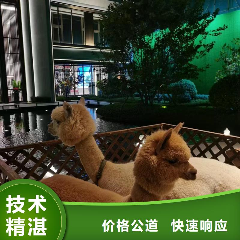 马戏团/羊驼小马戏出租良好口碑