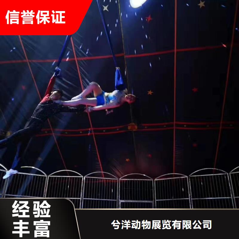 马戏团/羊驼小香猪宠物出租质优价廉