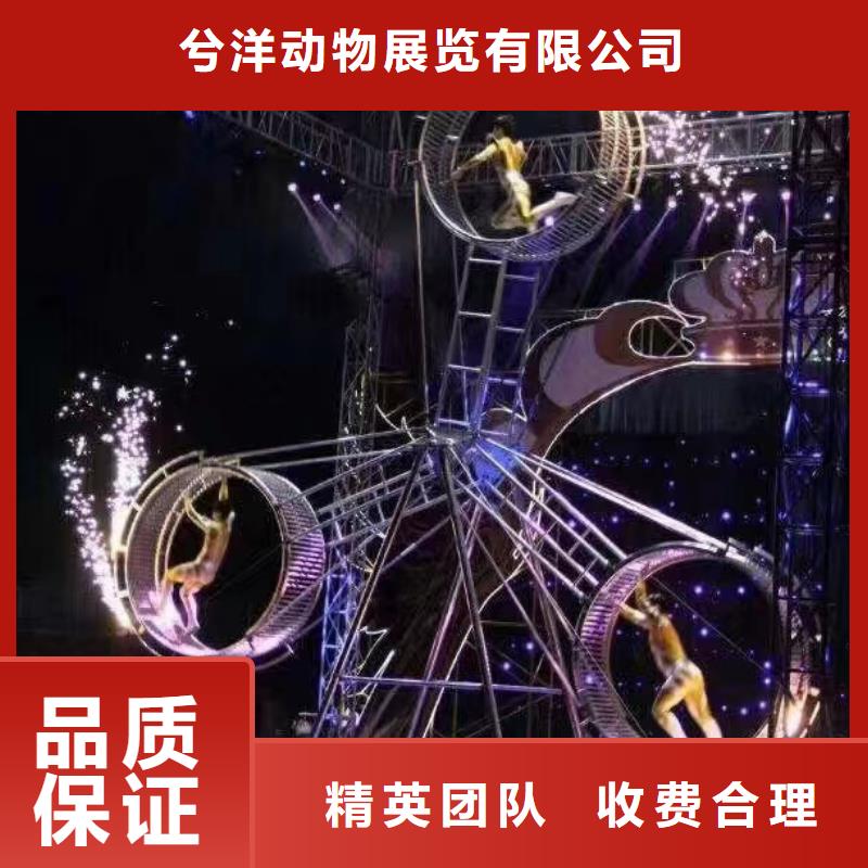 马戏团/羊驼环球飞车表演出租信誉良好