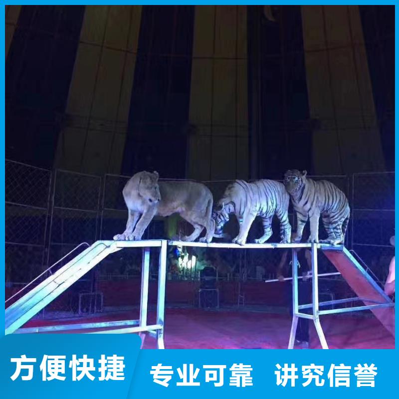 马戏团/羊驼【企鹅表演出租】快捷