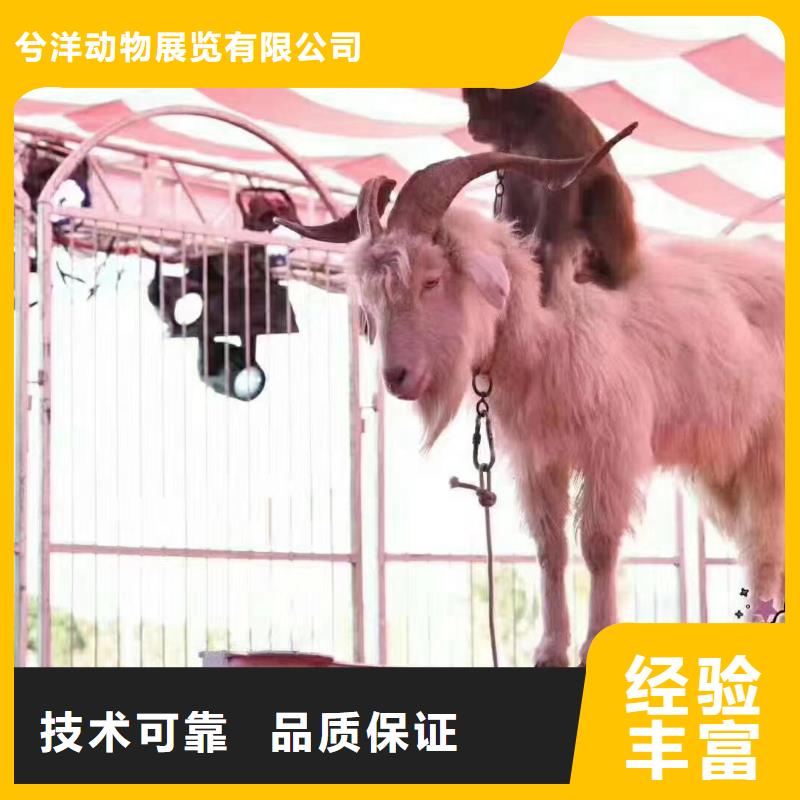 【马戏团/羊驼】企鹅出租高性价比